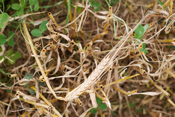 rye field after harvesting with cutted stems and one ripe ear