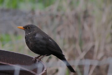 blackbird on a branch