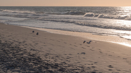 Seagull Flying on the Beach