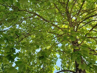 Fototapeta premium green leaves on the tree