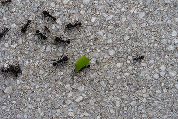 Ants on the ground. Ants are a group of ants.