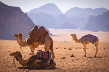 Wadi Rum w Jordanii. Wielbłądy stojące na gorącym piasku na tle pustynnych gór.  - obrazy, fototapety, plakaty