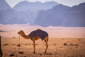 Wadi Rum w Jordanii. Wielbłąd stojący na gorącym piasku na tle pustynnych gór.  - obrazy, fototapety, plakaty