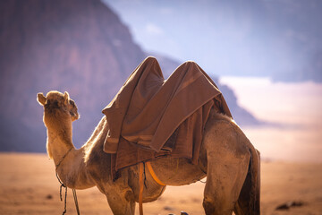 Wadi Rum w Jordanii.  Ujęcie z bliska idącego wielbłąda po pustyni na tle góry. - obrazy, fototapety, plakaty