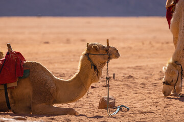 Wadi Rum w Jordanii.  Ujęcie z bliska odpoczywającego wielbłąda na pustyni. - obrazy, fototapety, plakaty