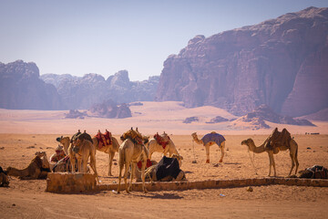 Wadi Rum w Jordanii. Wielbłądy stojące na pustyni obok formacji skalnych.  - obrazy, fototapety, plakaty