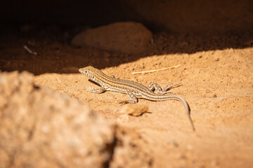 Wadi Rum w Jordanii. Jaszczurka na piasku pośród pustynnych kamieni