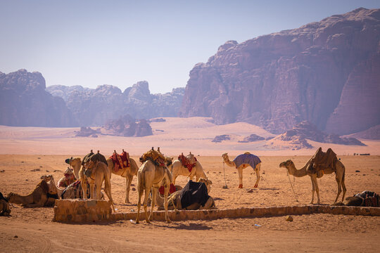 Wadi Rum w Jordanii. Wielbłądy stojące na pustyni obok formacji skalnych. 