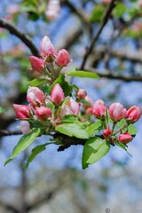 Fototapeta premium tree blossom cherry 
