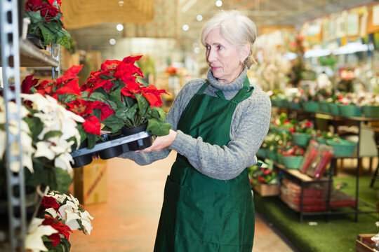 Mature Woman Plant Shop Worker In Uniform Carrying Box With Red Poinsettia Sprouts.