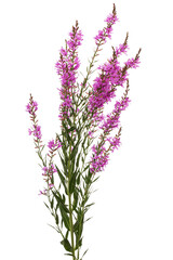 Obraz premium Lythrum salicaria flowers isolated on white background