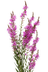 Naklejka premium Lythrum salicaria flowers isolated on white background