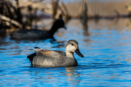 A male gadwall duck, Mareca strepera, swimming and foraging in a wetland at Culver, Indiana