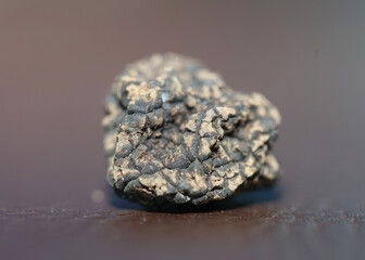 Wild fresh black winter truffle mushrooms close up background big size tuber instant print botanical stock photography