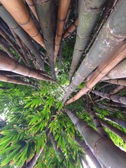 Guarulhos, Sao Paulo, Brazil - April 17, 2023. Perspective view of Bamboo set. Located on Lago dos Patos in the city of Guarulhos.