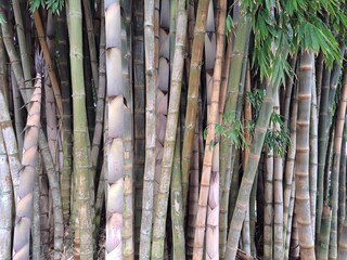 Guarulhos, S&atilde;o Paulo, Brazil - April 17, 2023.. View of Bamboo set located in Lago dos Patos in the city of Guarulhos.