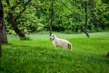 lamb sheep graze on spring green meadow
