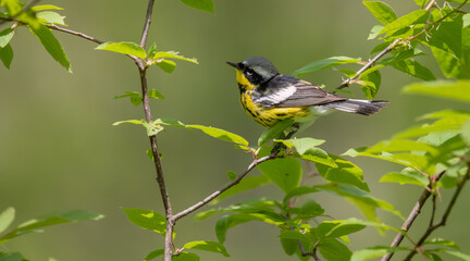Magnolia Warbler Bird, The Splendid Beauty of a Male Magnolia Warbler Perched Amongst Lush Green Foliage.  Wildlife Photography.