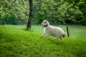 lamb sheep graze on spring green meadow