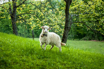 lamb sheep graze on spring green meadow