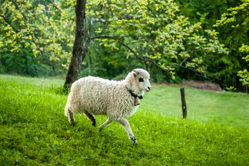 lamb sheep graze on spring green meadow
