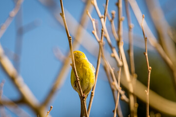 Pájaro posado en la rama de un árbol.