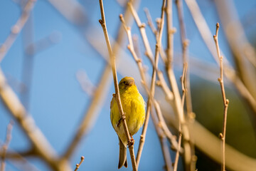 Pájaro posado en la rama de un árbol.