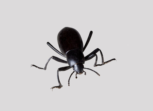 A Close up of a Black Beetle also called Pinacate Beetle or Stink Bug