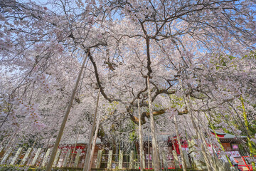 小川諏訪神社の桜