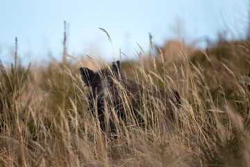 Wild pig is looking eye to eye. Wild boar in the meadow. European nature. 
