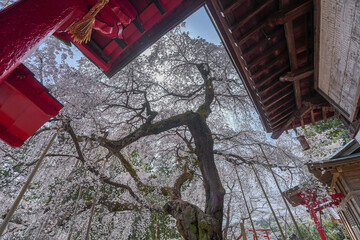 小川諏訪神社の桜