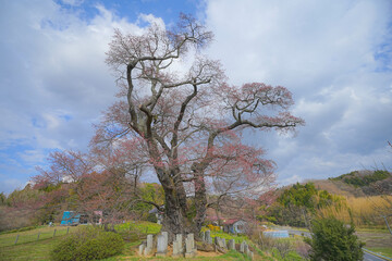 塩ノ崎の大桜