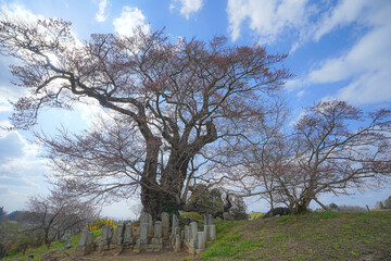 塩ノ崎の大桜