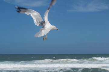 Fototapeta na wymiar seagull flying above breaking waves in a blue sky horizon at a summer beach 