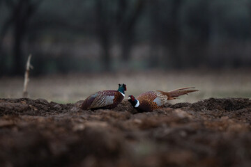 Common pheasant during cold morning. Phasianus colchicus are fighting during mating time. Pheasant with blue head and brown body. Common pheasant next to the Konopiště castle. European nature.