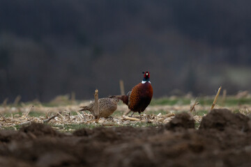 Common pheasant during cold morning. Phasianus colchicus are fighting during mating time. Pheasant with blue head and brown body. Common pheasant next to the Konopiště castle. European nature.