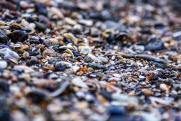 close-up of small sea wet stones and shells