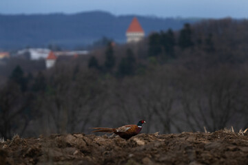 Common pheasant during cold morning. Phasianus colchicus are fighting during mating time. Pheasant with blue head and brown body. Common pheasant next to the Konopiště castle. European nature.