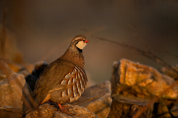 Red legged partridge during cold morning. Curious alectoris rufa on the ground. Small brown partridge with red beak and white head. European nature. 