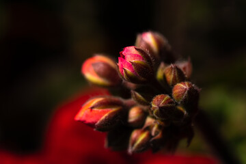 Fototapeta premium The Exquisite, stunning, vibrant, delicate, alluring Flowers.