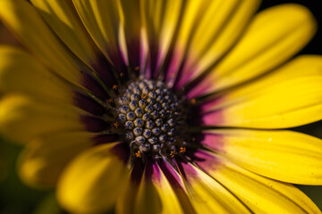 The Exquisite, stunning, vibrant, delicate, alluring Flowers.