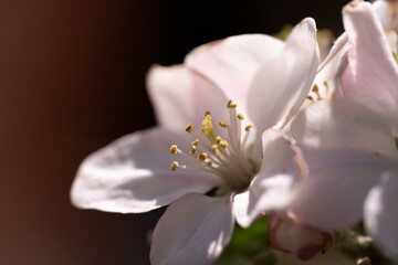 The Exquisite, stunning, vibrant, delicate, alluring Flowers.