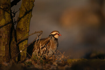 Red legged partridge during cold morning. Curious alectoris rufa on the ground. Small brown partridge with red beak and white head. European nature. 