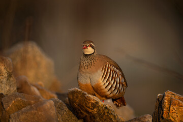 Red legged partridge during cold morning. Curious alectoris rufa on the ground. Small brown partridge with red beak and white head. European nature.  - obrazy, fototapety, plakaty