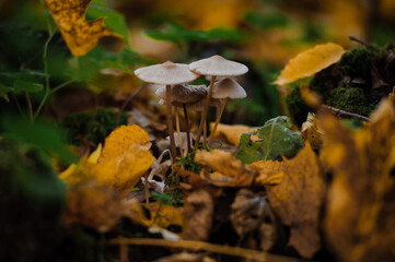 Collybia mushroom in the autumn forest. Beige mushrooms grow in the autumn forest