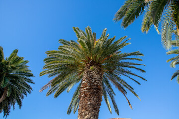 Palm trees in the Old Town of Split at morning in Riva waterfront, Dalmatia, Croatia.