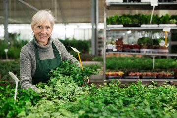 Positive senior woman in apron carrying box with plants in floral shop, smiling and looking at camera.