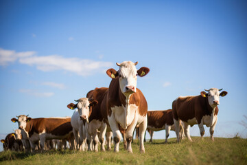 Fototapeta na wymiar Cattle in the field - agribusiness - AI Technology