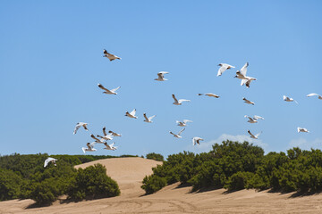 Flock of white seagulls in flight with a sand dune on the beach in the background.