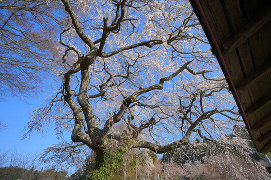 長慶寺の枝垂れ桜 © shonen